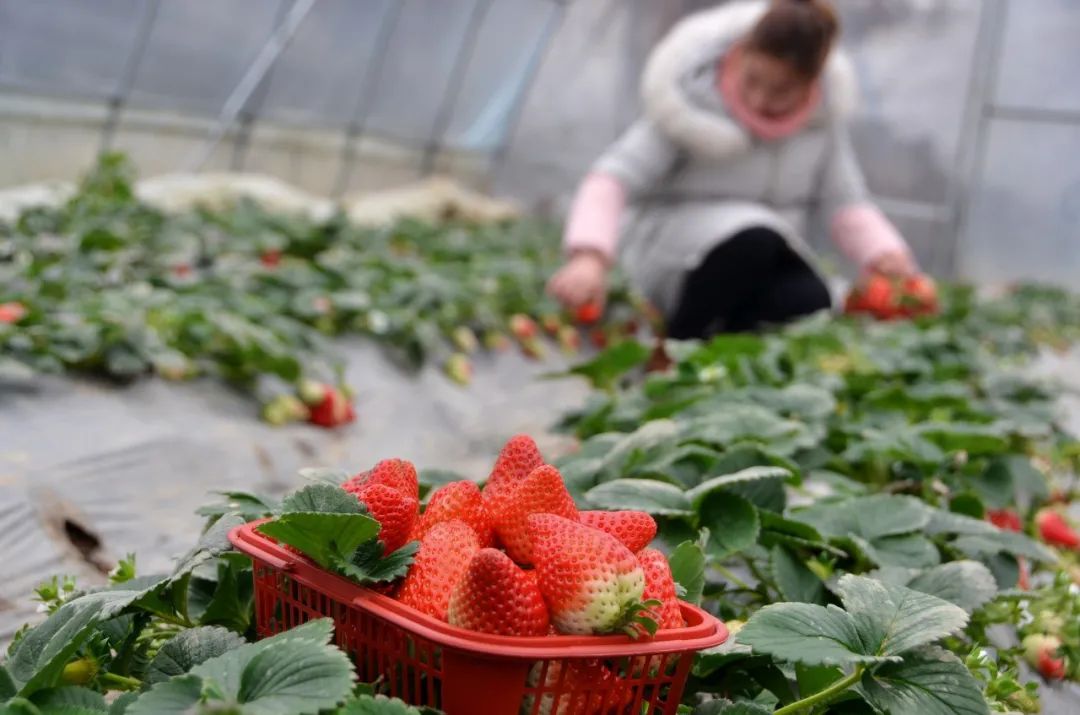 万物生果蔬专业合作社共有19个草莓大棚,占地面积约8亩,主要种植品种