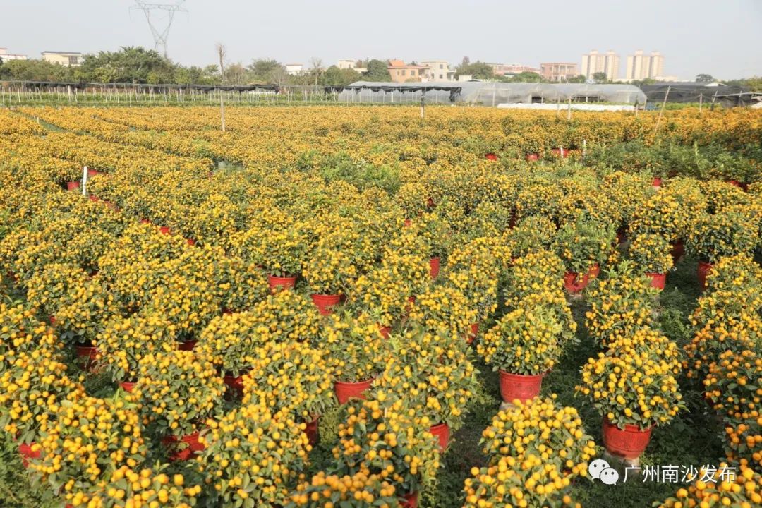 顺德年花年桔批发基地图片