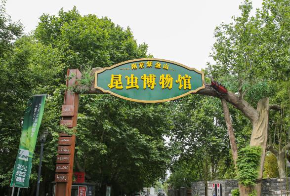 免费开放日来这个博物馆探索昆虫王国的奥秘