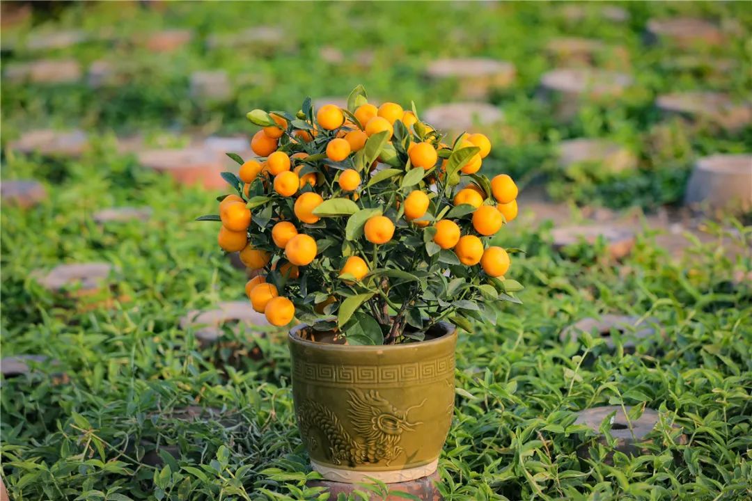 巾帼助农大桔大利佛山街坊1月23日看直播云购年桔过大年啦