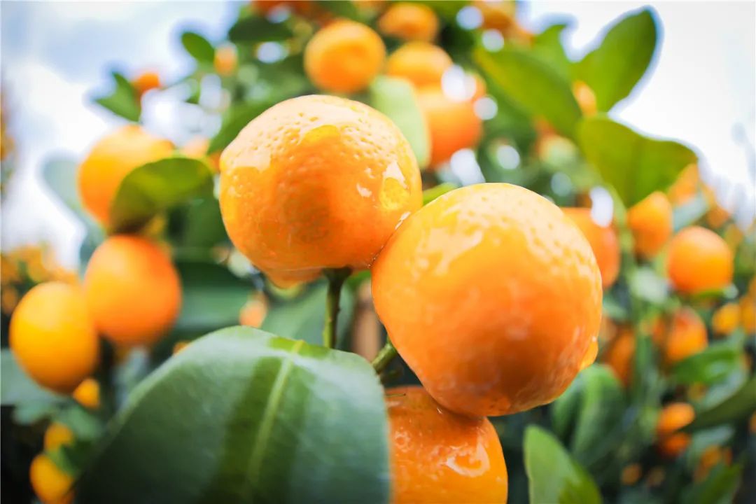 巾帼助农大桔大利佛山街坊1月23日看直播云购年桔过大年啦