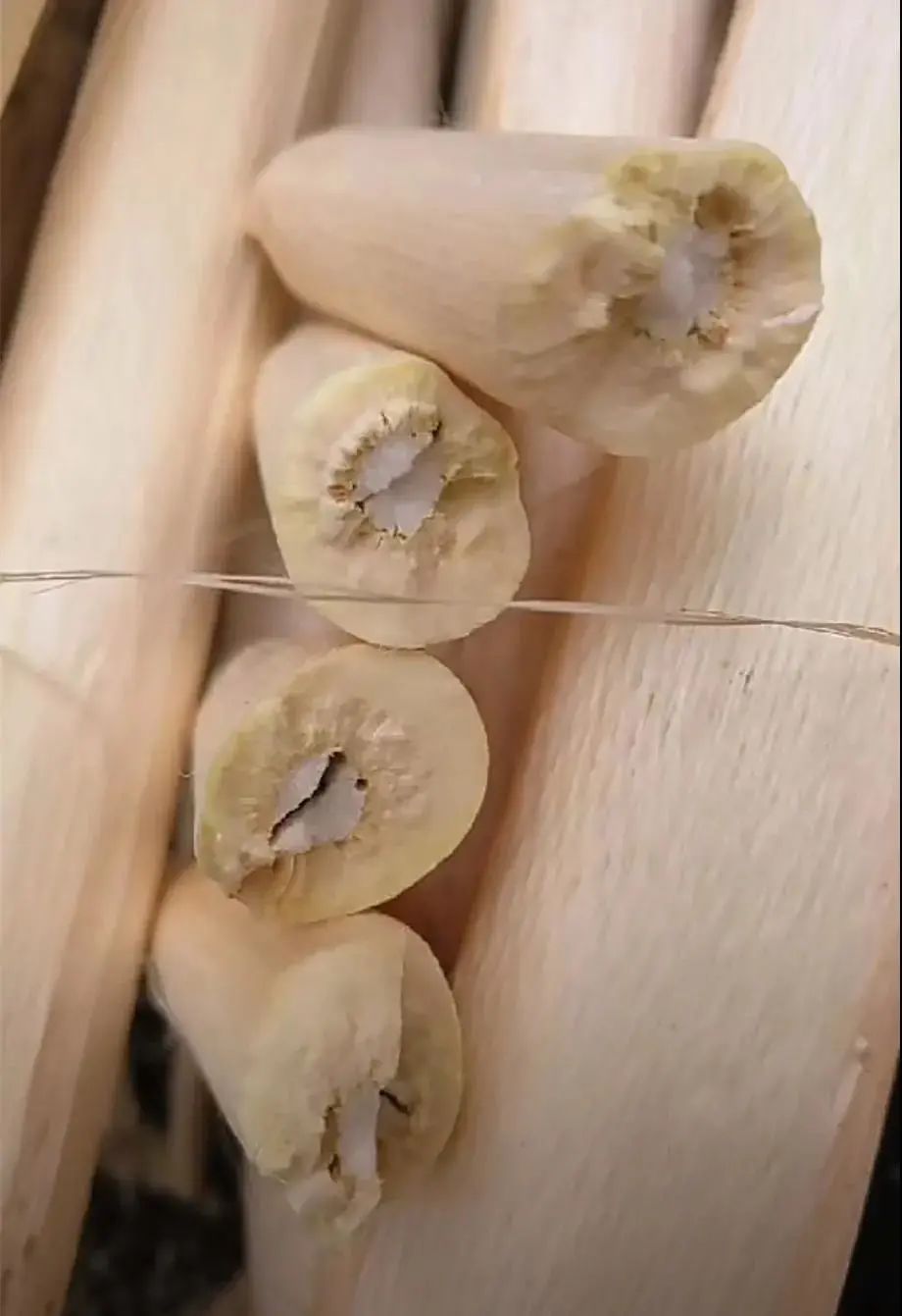 她蹲坐在小凳子上,找来麻秆捧在腿上,认真地将