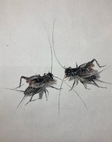 蟋蟀怎么画 彩铅图片