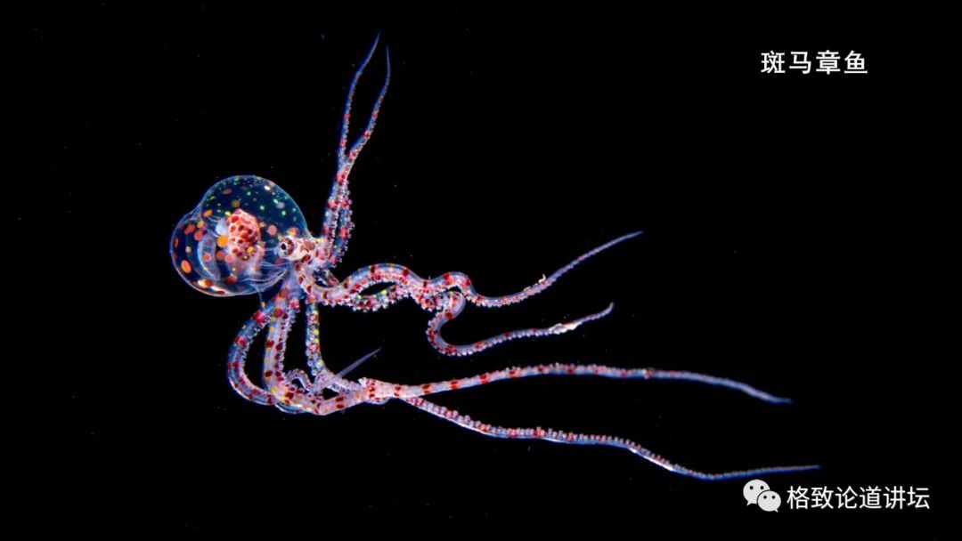 东西,会吸引捕食者的注意,然后毯子章鱼就会灰溜溜地在深渊中逃之夭夭