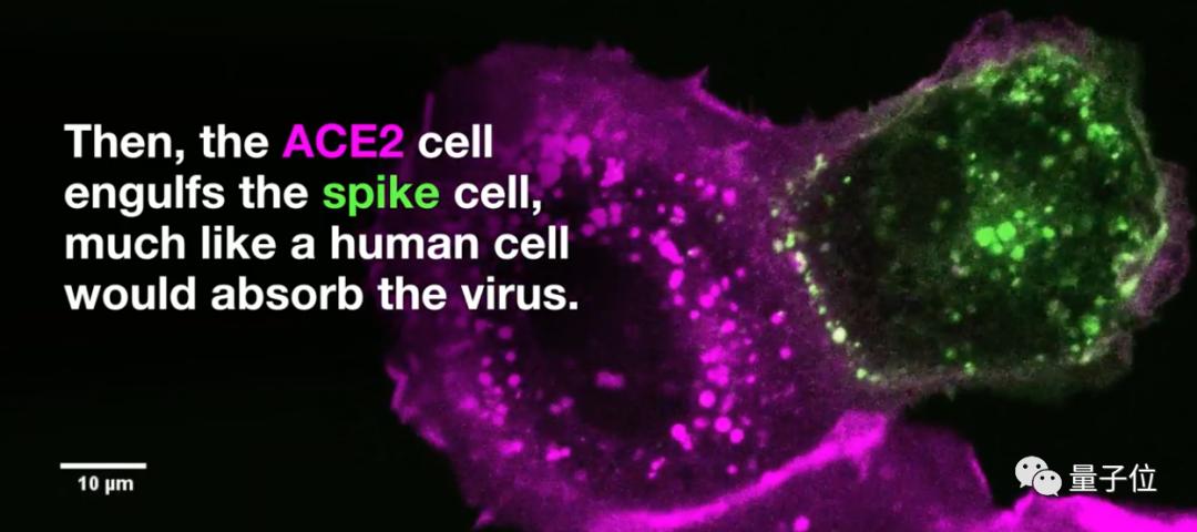 胆固醇竟是新冠最隐蔽同伙协助病毒入侵细胞首次观察到全过程