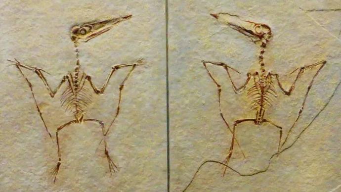 “中国龙”也有带翅膀的，还有它的化石呢