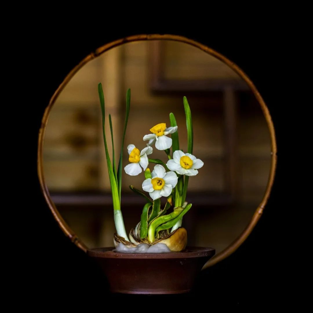 螺里也能长出水仙花 当古典艺术遇上水仙雕刻