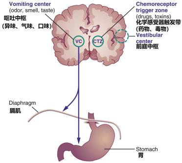 肝胆胰脏检查是什么原理_猪胰脏是什么器官图片(3)