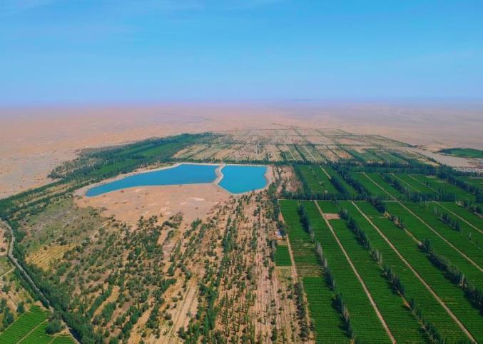 聚焦甘肃阳关林场遭剃头式砍伐官方通报调查结果