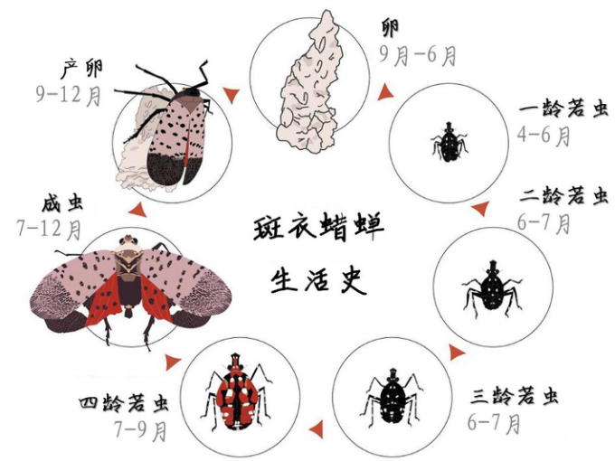 斑衣蜡蝉的虫生(图片来源:作者汉化自weburi