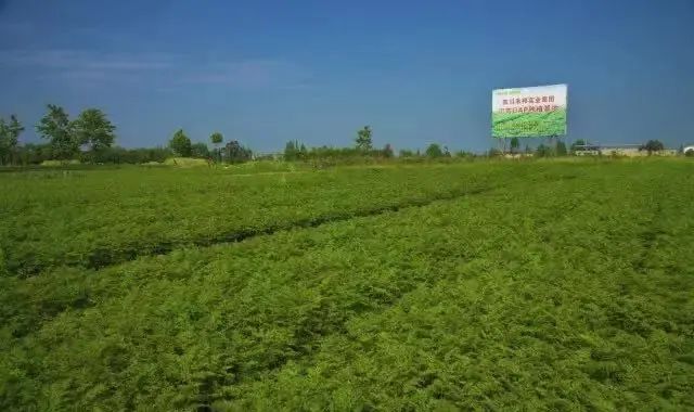 成德眉资同城化发展!彭什川芎产业迎来新机遇