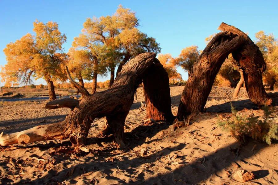怪树林特色美食:蝶花驼掌,羊肉垫卷子,驼肉馅饼,手扒肉,驼奶,干鲜羊肉