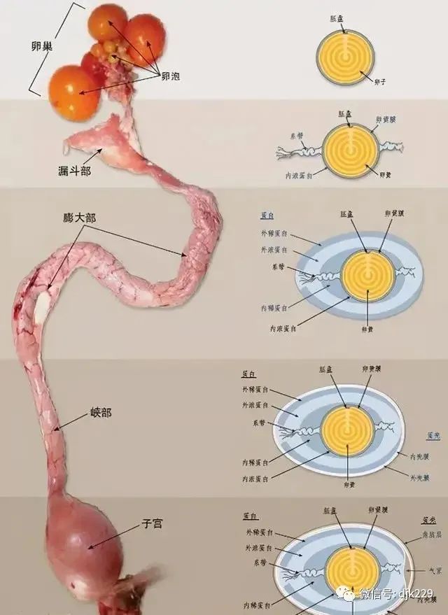 在接下来经过的地方会缓慢的裹上蛋白,最后在子宫里形成蛋壳,一颗鸡蛋