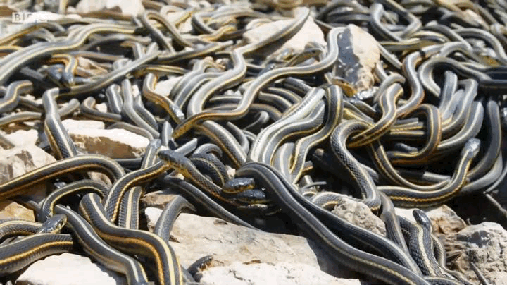 虫子从它嘴上爬过去,但因为动作过于笨拙而捕不到食的憨批雨蛙17