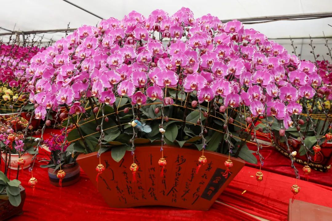 台山线上花市明天开锣年花年桔任你选购