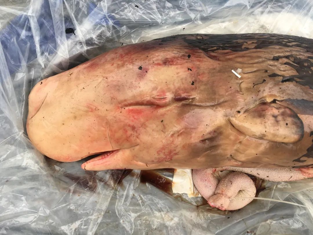 我们剖开海豚的胃找到杀死它的凶手