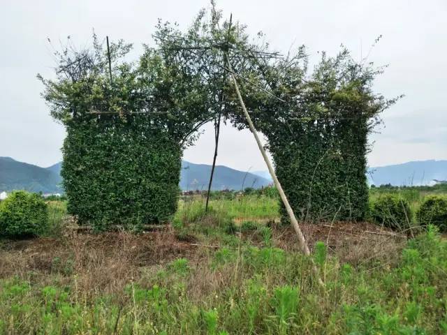 澎湃新闻客户端