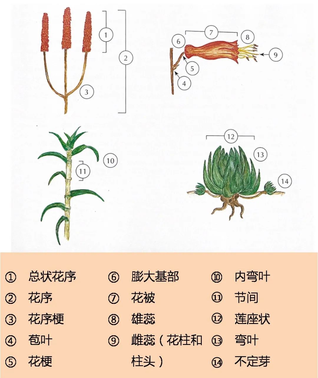 芦荟结构简图图片