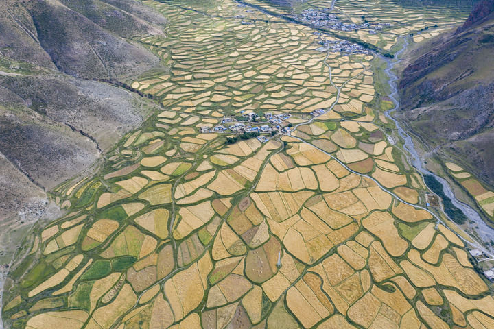 中国宝 藏 实现自给自足西藏主粮生产迎来历史性转变