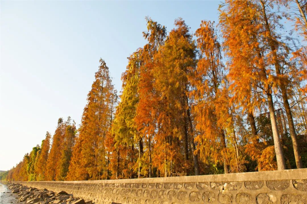 留中山过年超美水杉等你来赏