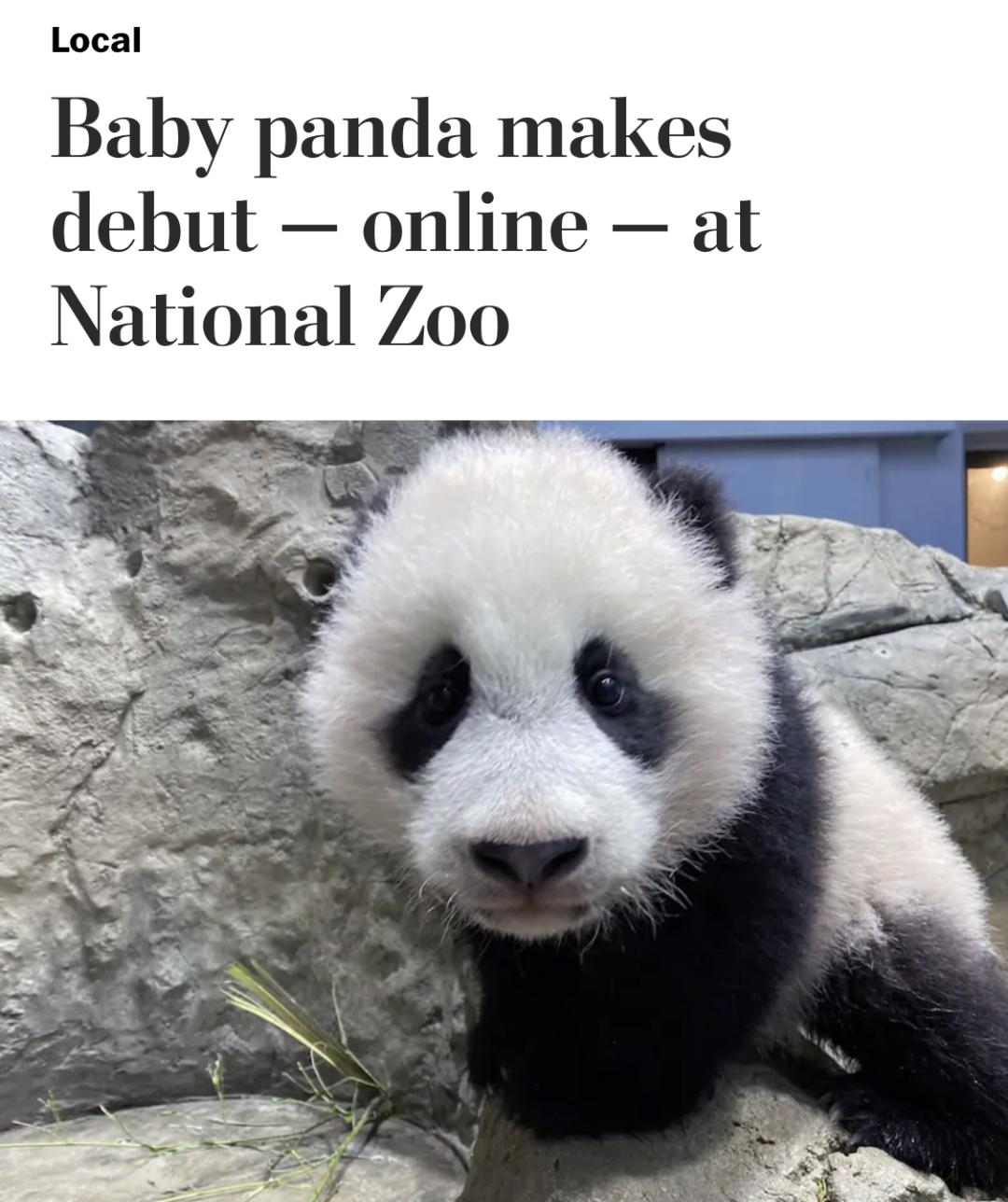 Baby panda makes debut – online – at National Zoo