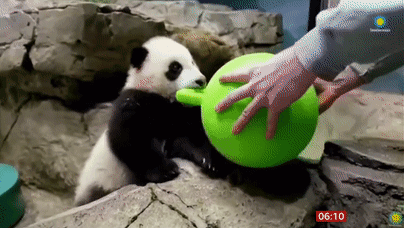 Baby panda makes debut – online – at National Zoo