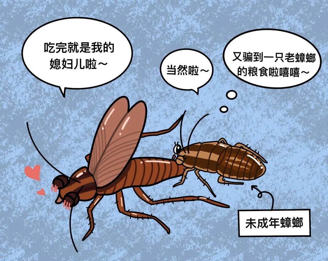为什么蟑螂是很没下限的动物?
