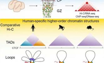 中国科学家合作揭示人类大脑进化的发育调控机制 