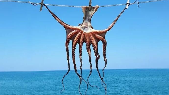 章鱼,简直就是本星上的外星人