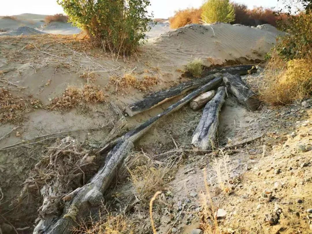 敦煌毁林案孰真孰假生态环境部已现场调查