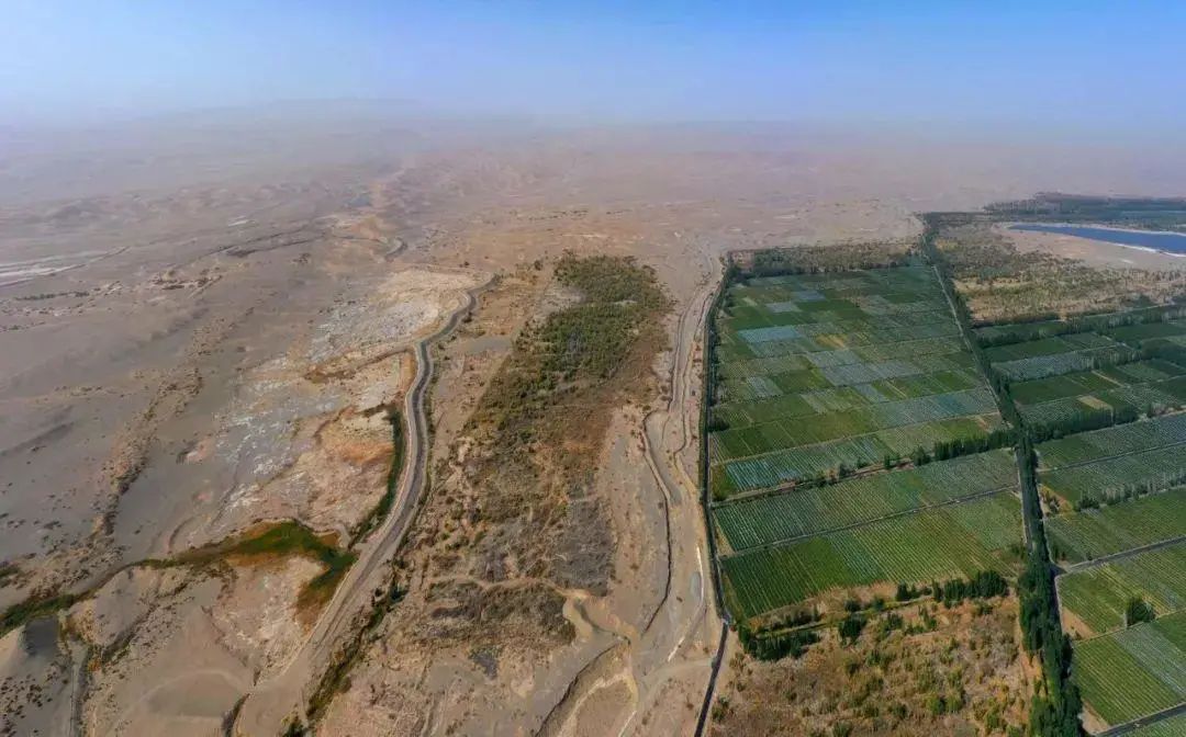 敦煌万亩沙漠防护林被砍竟只是为了种葡萄