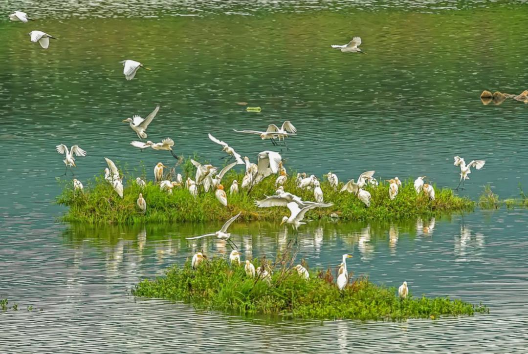 长江保护山更青水更清丽水增添长江经济带生态底色
