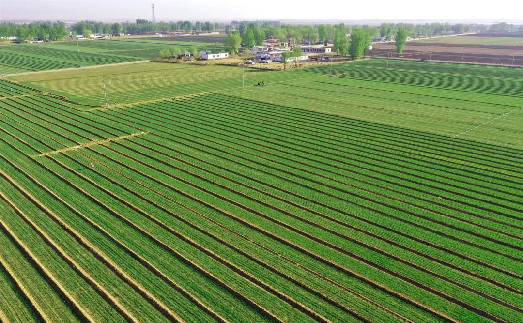 米粮川上串起有机产业链