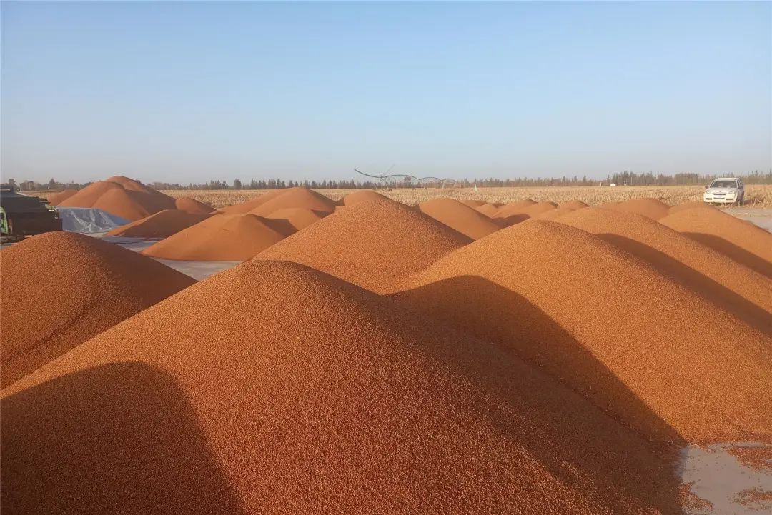 米粮川上串起有机产业链