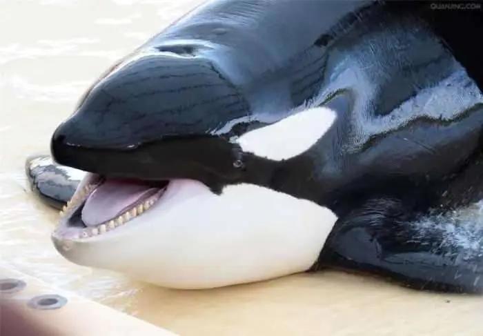虎鲸吃海豹表情包图片