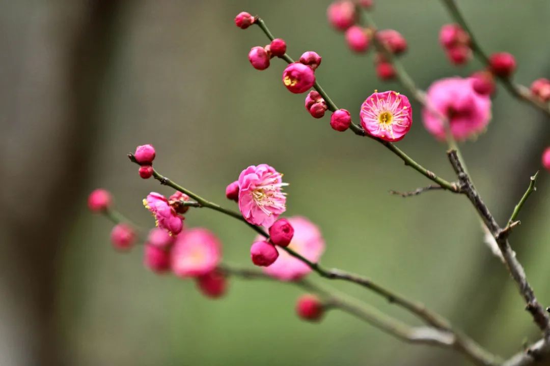 绿岛公园天气转暖,鄞州公园一期梅花盛开,暗香飘溢