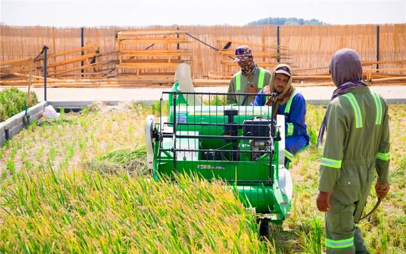 在迪拜沙漠上种出了"海水稻",工人在收割稻谷.