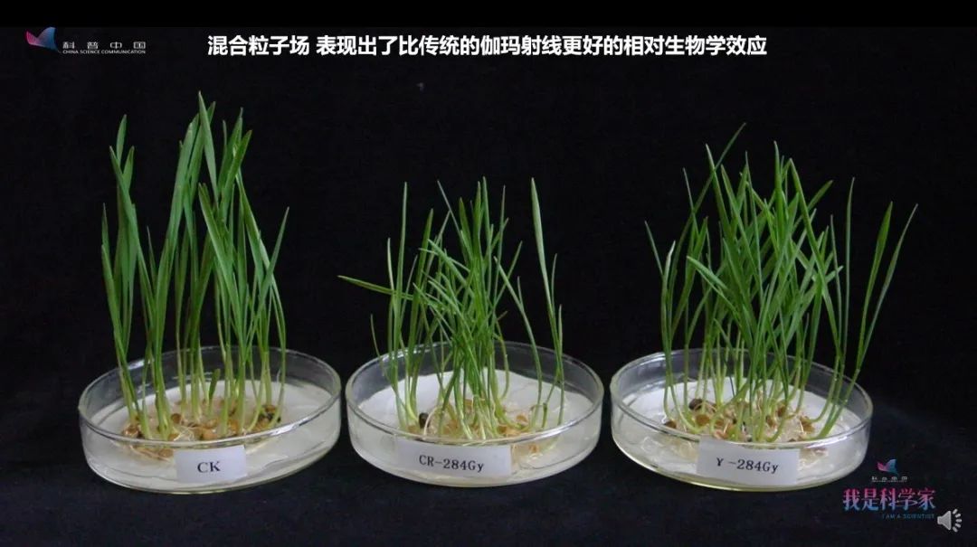 相对生物学效应要高于传统的伽马射线,一定程度上可以改变诱变的效率