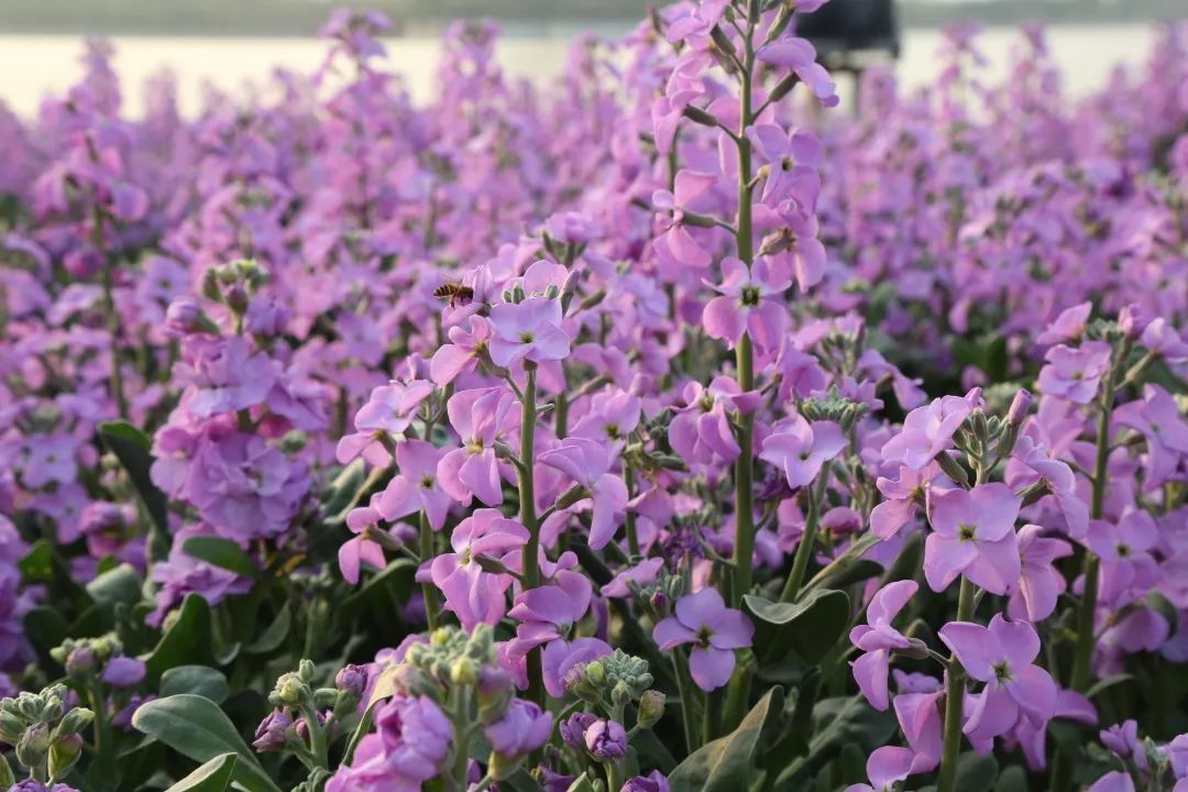 紫羅蘭花海碧綠的草坪簇擁中抬頭望去走進順峰山公園紫羅蘭又名草桂花