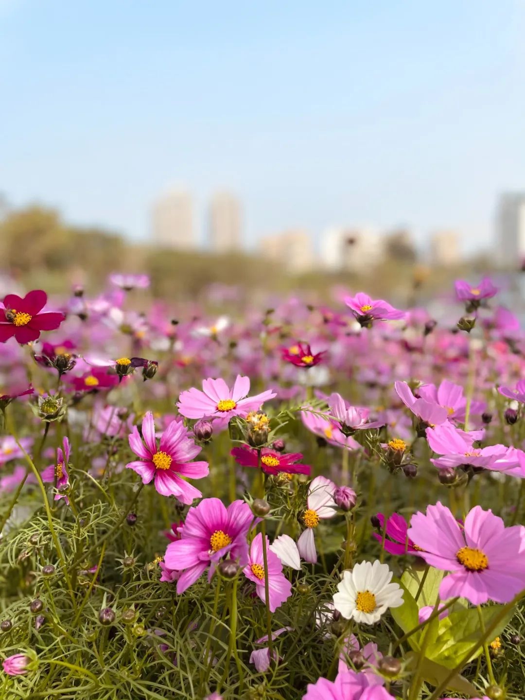 来香蜜公园一起置身幸福花海