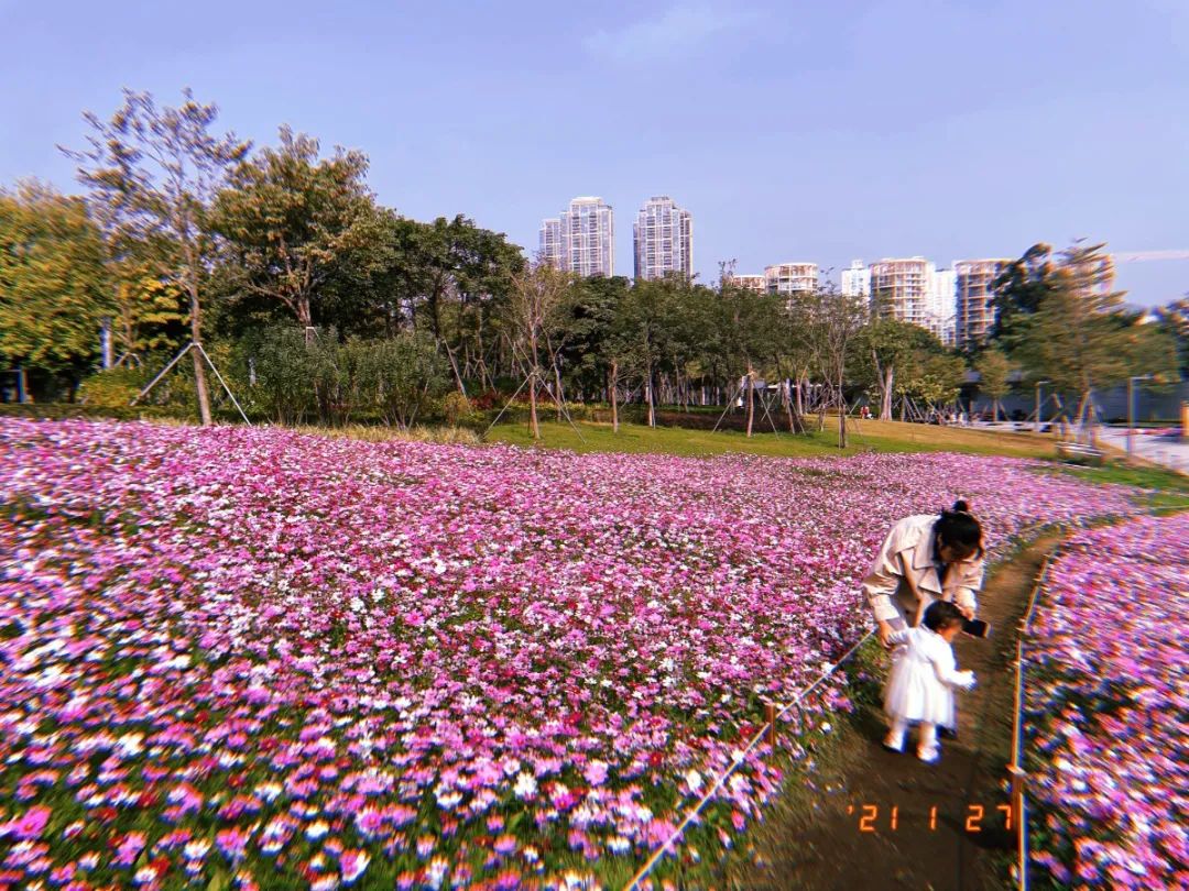 来香蜜公园一起置身幸福花海