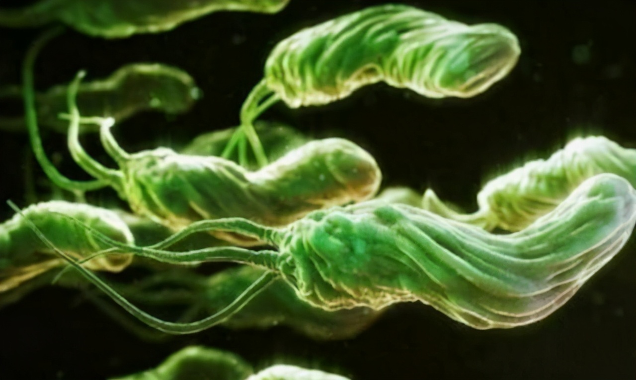 幽门螺杆菌感染率60感染者有近半几率患胃癌