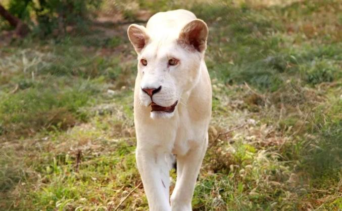 白化豹子图片