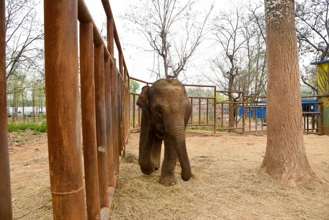 焦作森林动物园大型恐龙灯展震撼来袭!过年焦作人有地方逛了!