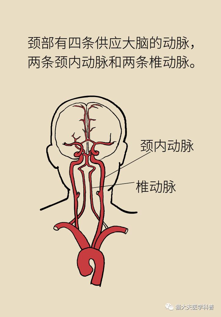 颈横血管解剖图图片