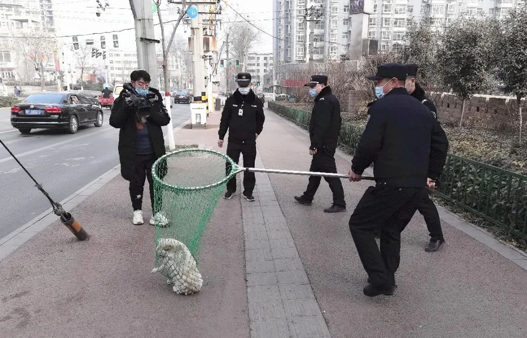 现场捕获6只流浪犬,并对不拴狗绳等不文明养犬行为进行了劝导制止