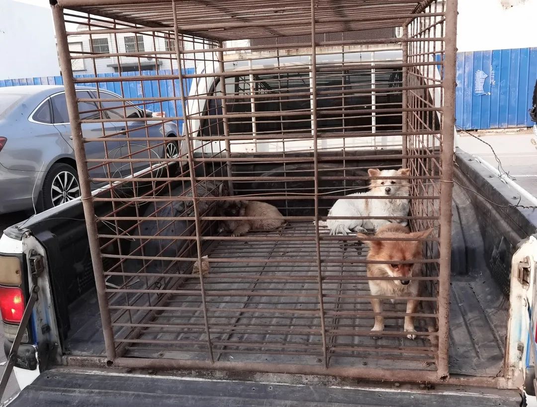 抓捕流浪犬鹤壁这2个区开展文明养犬集中治理行动
