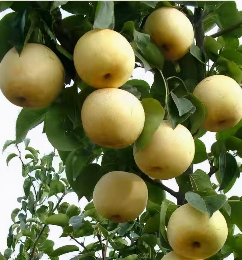 南阳博望黄金梨荣登全国乡村特色产品金榜