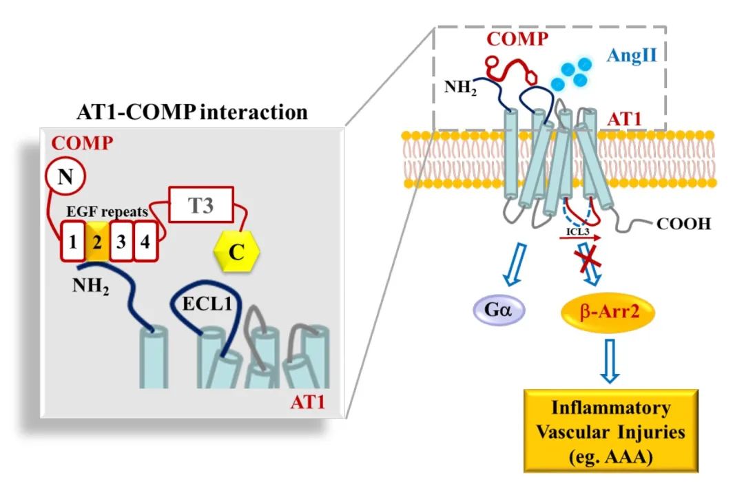 学术前沿孔炜孙金鹏团队发现体内血管紧张素ii受体at1的偏好性拮抗剂