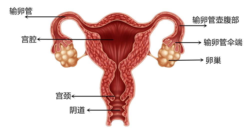 情况下,射精后,精子要遇到卵子,必须依次游过宫颈,宫腔,输卵管开口